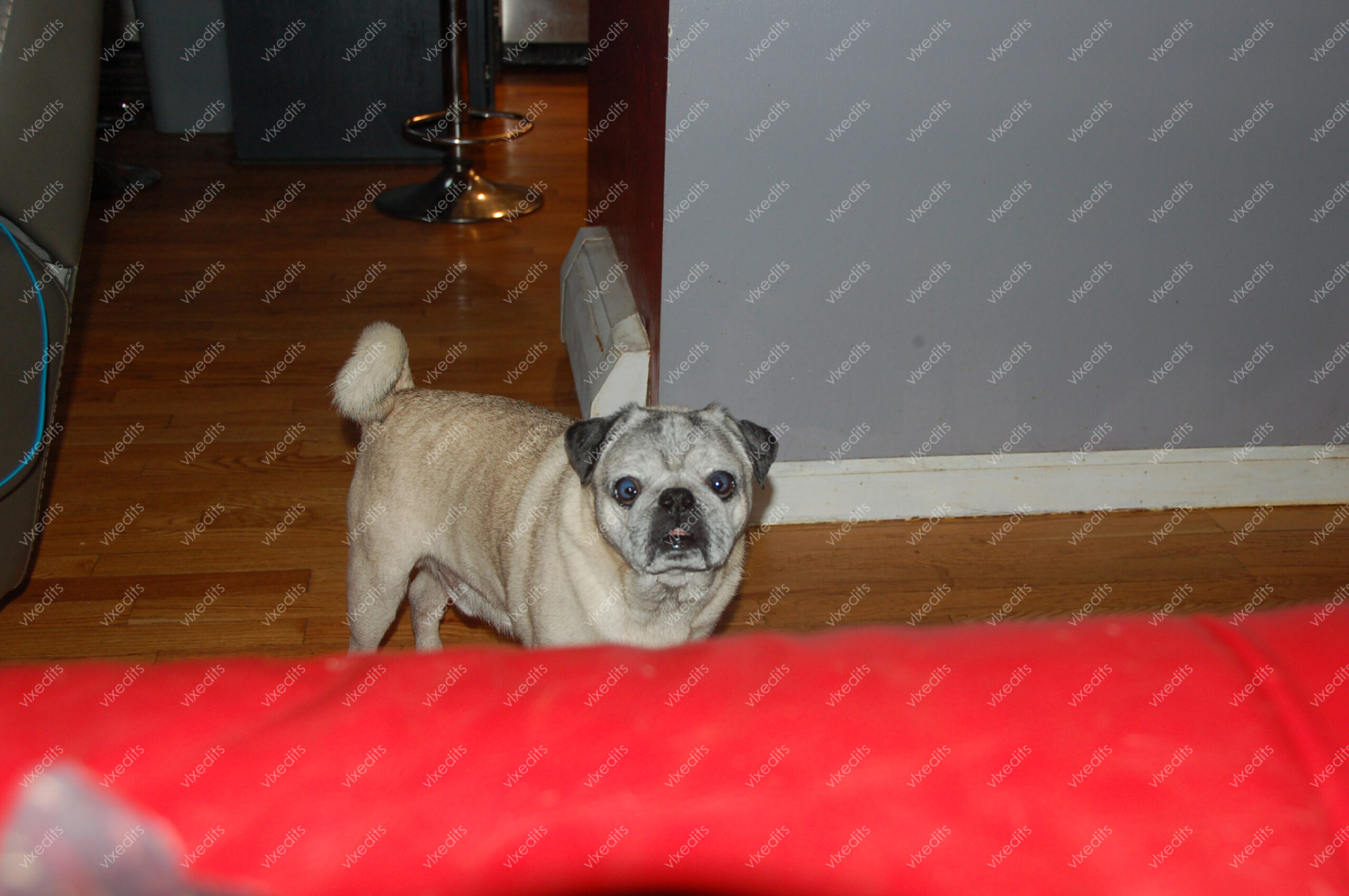 My Dog Oscar